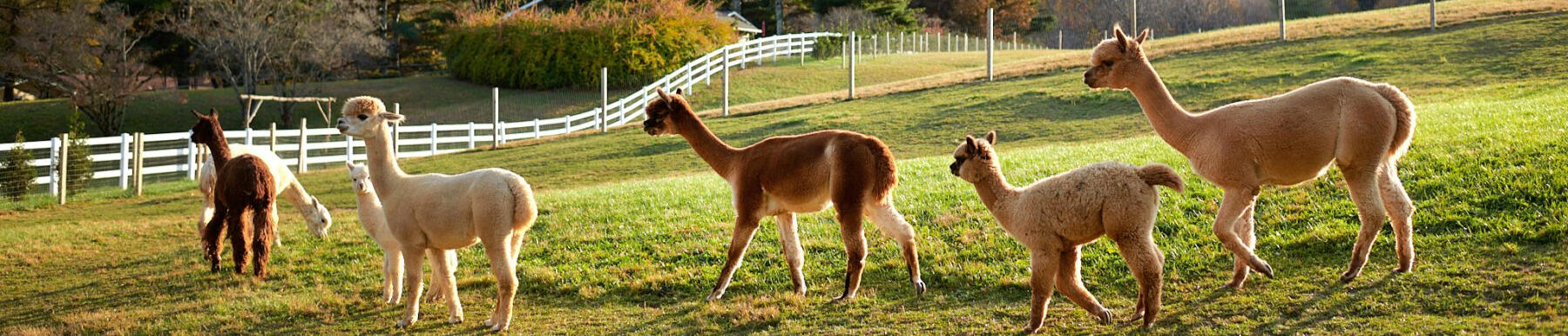 Meet the animals at Winchester Creek Farm