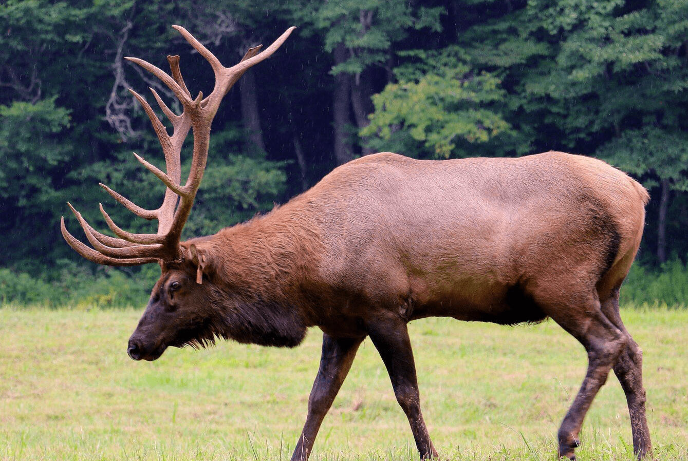 Elk viewing in Cataloochee Valley